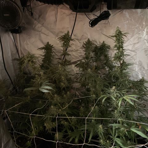 Blue Dream growlog timeline photo