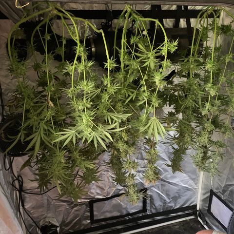 Blue Dream growlog timeline photo