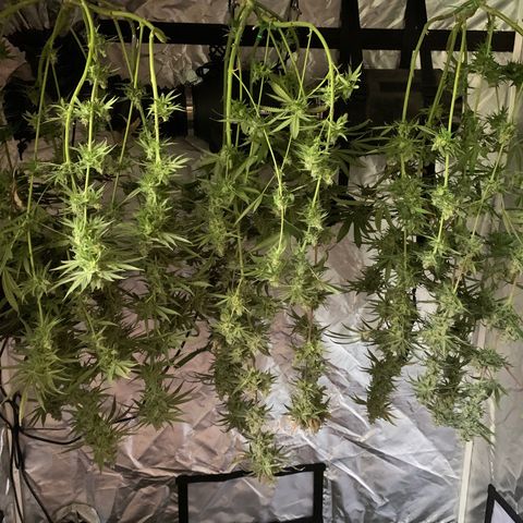 Blue Dream growlog timeline photo