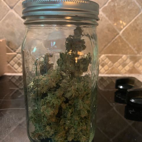 Blue Dream growlog timeline photo