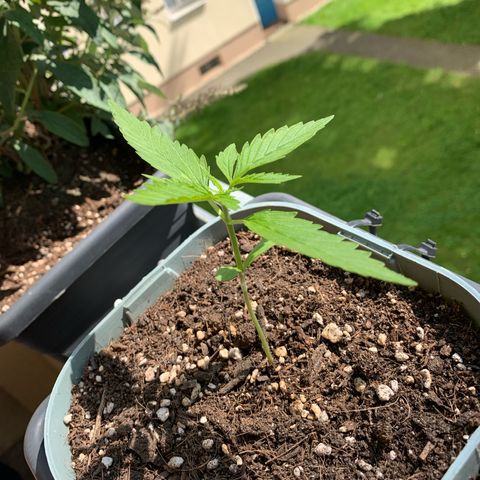Berry growlog timeline photo