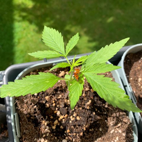 Berry growlog timeline photo