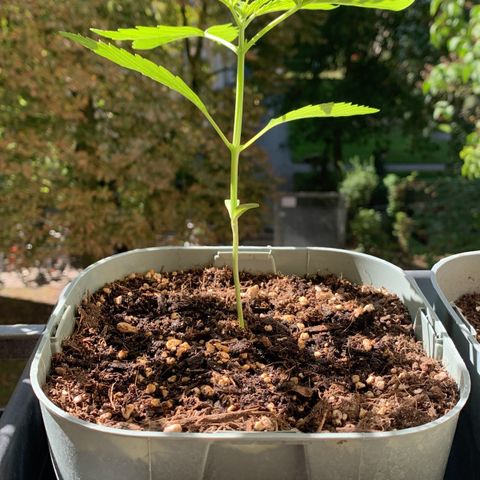 Berry growlog photo: 17cm