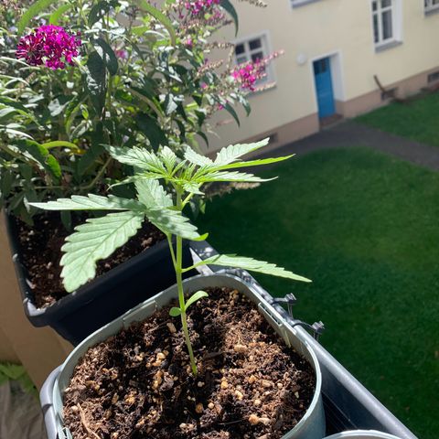 Berry growlog photo: 17cm