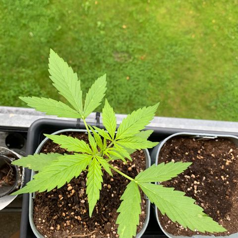 Berry growlog timeline photo