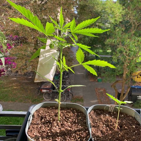 Berry growlog photo:  gelbe Keimblätter, Nährstoffmangel? Beobachten.