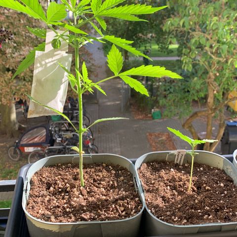 Berry growlog timeline photo