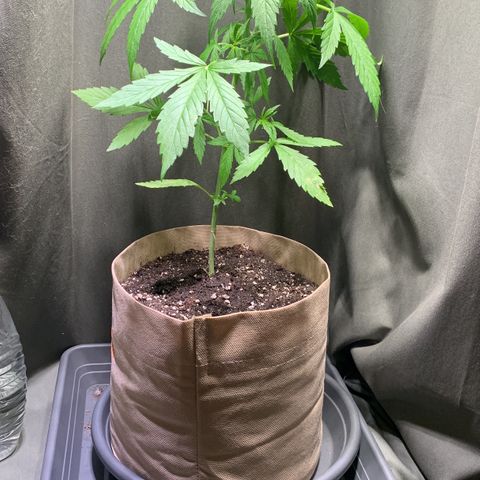 Berry growlog timeline photo
