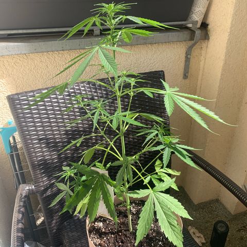 Berry growlog timeline photo