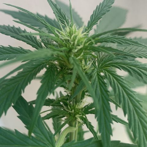 Berry growlog timeline photo