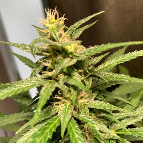 Berry growlog timeline photo