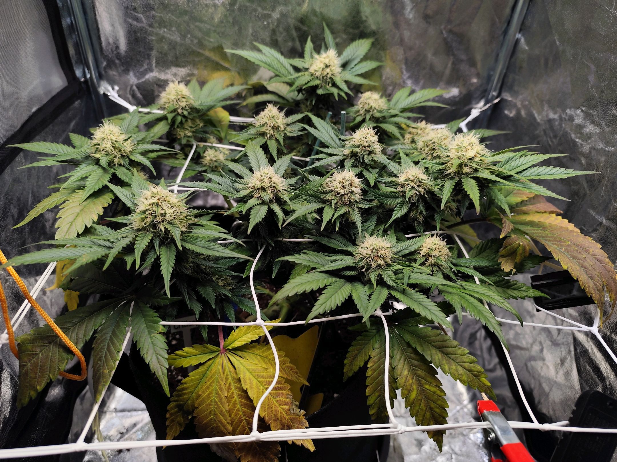 Critical growlog header