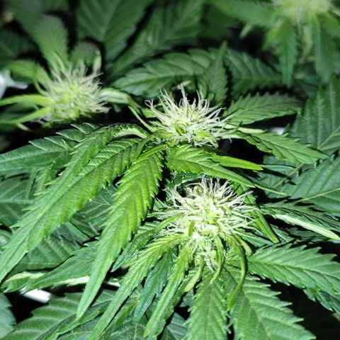 Critical growlog timeline photo