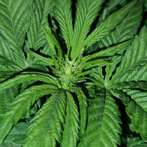 Critical growlog timeline photo