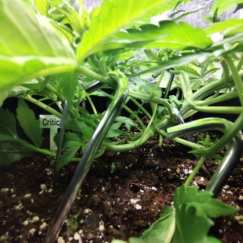 Critical growlog timeline photo