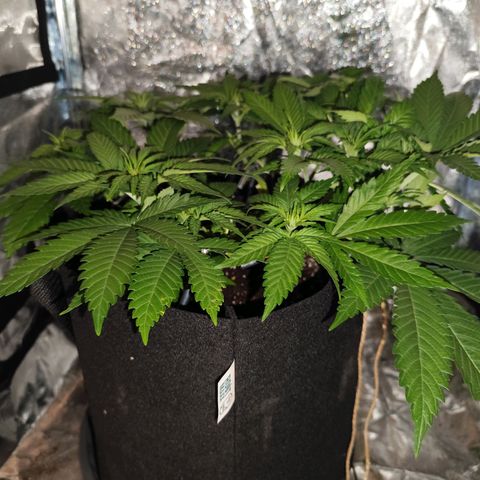 Critical growlog timeline photo