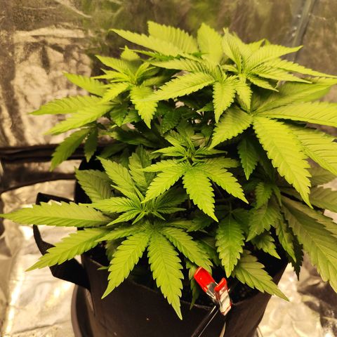 Critical growlog timeline photo