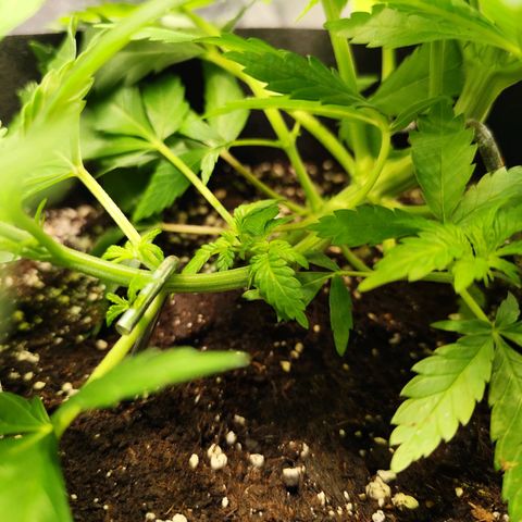 Critical growlog photo