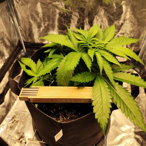 Critical growlog timeline photo