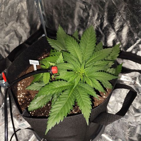 Critical growlog photo