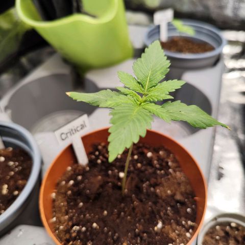 Critical growlog photo