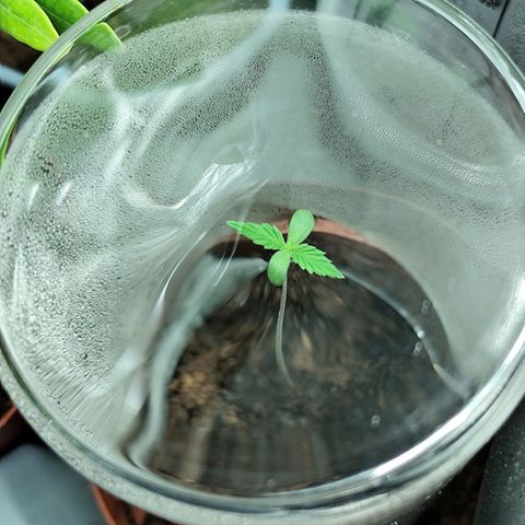 Critical growlog photo