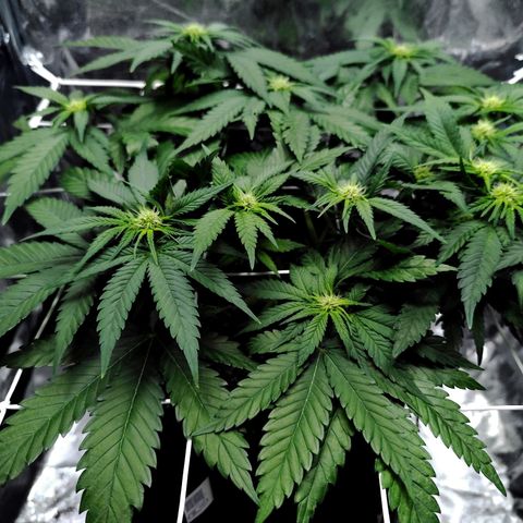 Critical growlog timeline photo