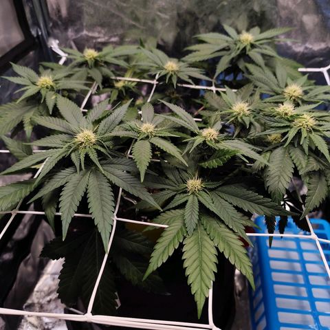 Critical growlog timeline photo