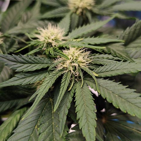 Critical growlog timeline photo