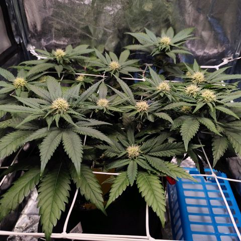 Critical growlog timeline photo