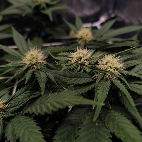 Critical growlog timeline photo