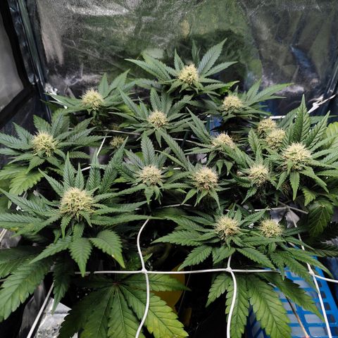 Critical growlog timeline photo