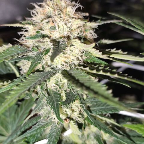 Critical growlog timeline photo