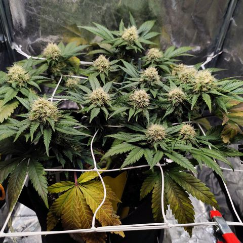 Critical growlog timeline photo