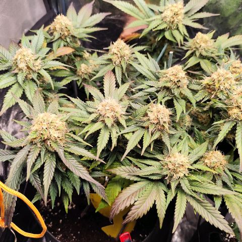 Critical growlog timeline photo