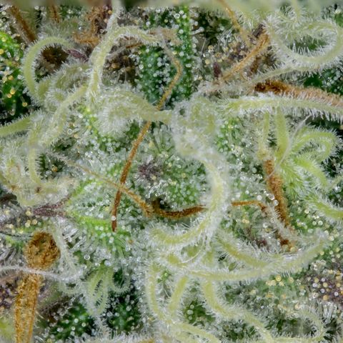 Critical growlog timeline photo