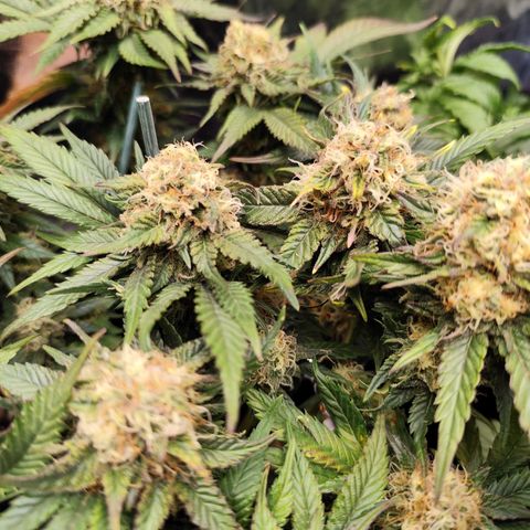 Critical growlog timeline photo