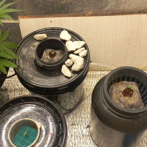 Og kush growlog timeline photo