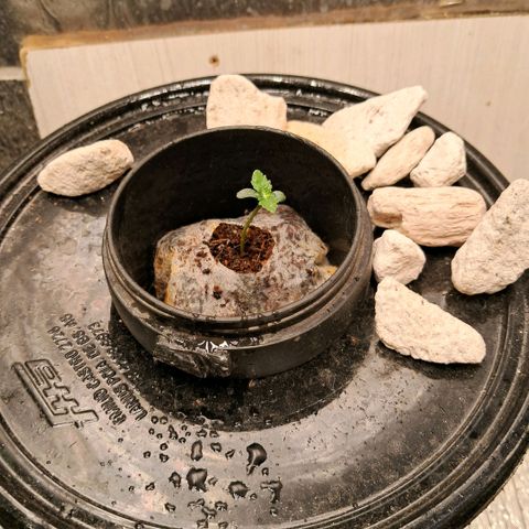 Og kush growlog timeline photo