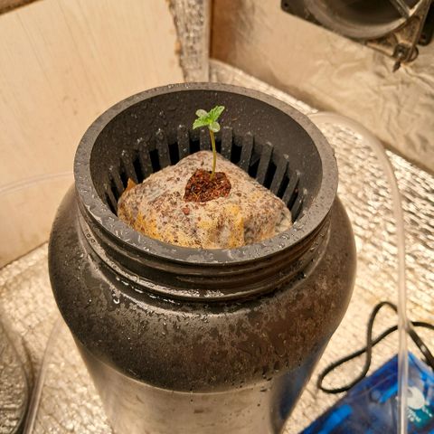 Og kush growlog timeline photo