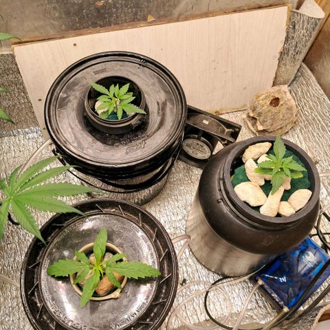 Og kush growlog timeline photo