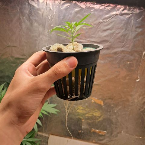 Og kush growlog timeline photo