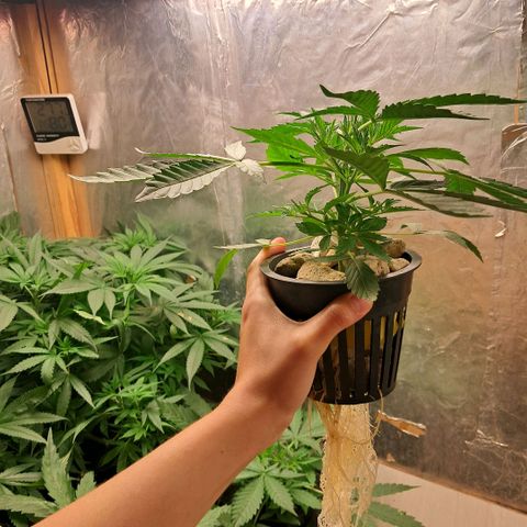 Og kush growlog timeline photo