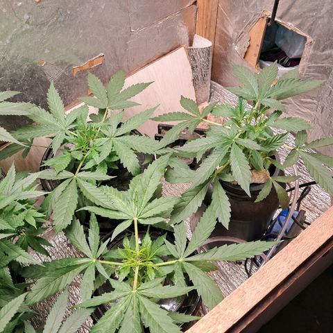 Og kush growlog timeline photo