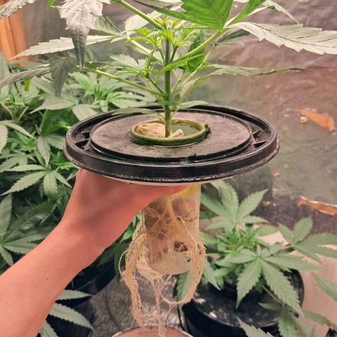 Og kush growlog timeline photo