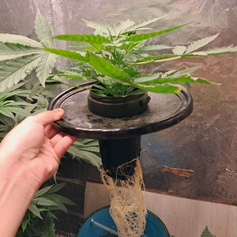 Og kush growlog timeline photo