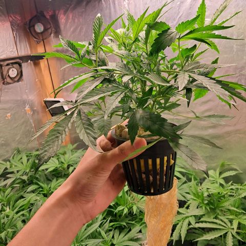 Og kush growlog timeline photo