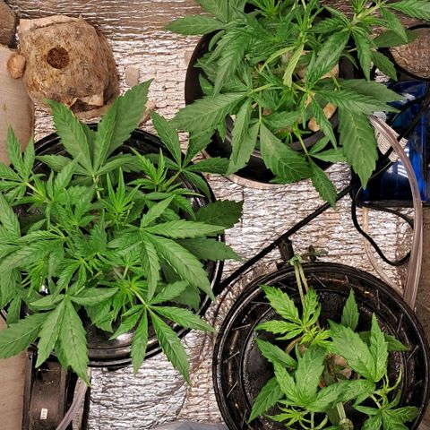 Og kush growlog timeline photo