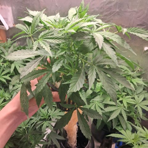 Og kush growlog timeline photo