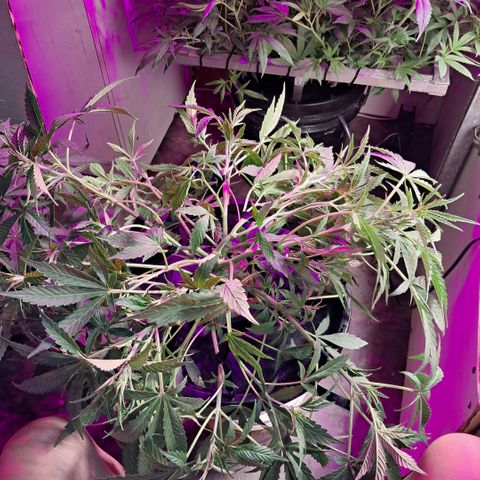 Og kush growlog photo: La chiquita se me partieron 2 ramas, se estreso y quedo ahi